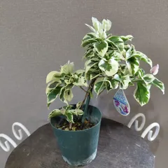 2025年最新】ブーゲンビリア 斑入りの人気アイテム - メルカリ