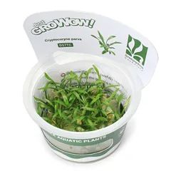 2025年最新】クリプトコリネの人気アイテム - メルカリ