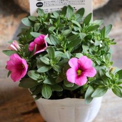一重咲き カリブラコア サンバ ピンクキッス 3.5号ポット苗 【1株販売】 寄せ植え 花壇 鉢植え お洒落 おしゃれ 可愛い かわいい 春の花 夏の花 秋の花 花 苗 初心者