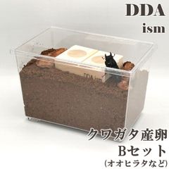 ＼5点フルセット／  産卵マニュアル付き！【DDA】クワガタ産卵Ｂセット ケース 産卵マット ゼリー えさ皿 足場木 床材 入り dda クワガタ カブトムシ 昆虫 産卵セット 飼育セット 自由研究
