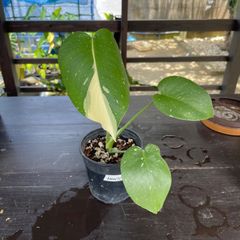 モンステラ　デリシオーサタイコンステレーション　斑入り　Monstera deliciosa 'Thai Constellation'