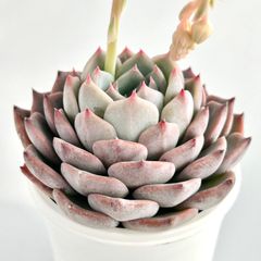 【多肉植物】エケベリア・キャロライン　Echeveria 'Caroline'