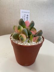 ☆多肉植物☆令和の桃子2.5ポット