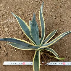 アガベ　アメリカーナ AGAVE