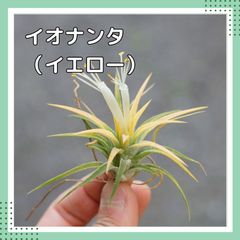 チランジア　【イオナンタ・イエロー 】Tillandsia エアプランツ エアープランツ チランジア
