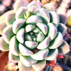 多肉植物　コロラータタパルパx臼田リンゼアナ　ぼのぼのさん交配苗クローン苗 多肉植物 ✱︎ 臼田リンゼアナx コロラータタパルパ