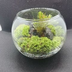 苔テラリウム イモリウム ガラスキューブ ② - メルカリ