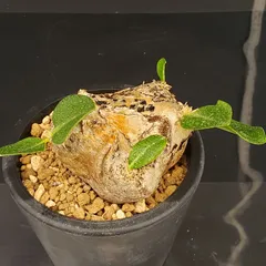 2025年最新】恵比寿笑いの人気アイテム - メルカリ