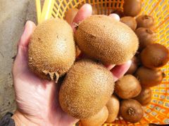希少品種！甘くて美味しいキウイフルーツ香翠！　大玉サイズ追熟前の果実3㎏強