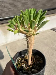 ギラウミニアナ　現地球　低重心　良型　メルカリ便 ギラウミニアナ ユーフォルビア 現地球株 - メルカリ