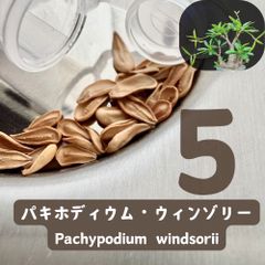 □2026新着！パキポディウム ウィンゾリー種子5粒【最高グレードロット