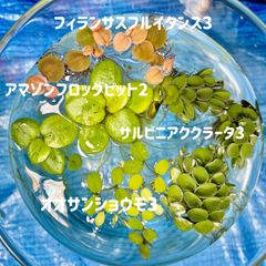 浮き草セット入門水草4種② （ビオトープなどにもおすすめ）