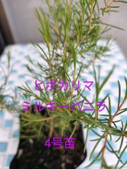 ヒポカリマミルキーバニラ　4号苗　金子香草園　ハーブ　ガーデニング　常緑樹
