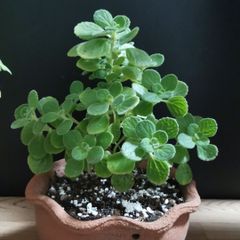 アロマティカス　A：挿し穂　B：根付き苗　C：中株　さわやかな香り