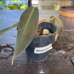 【希少】　フィロデンドロン ギガス Philodendron Gigas