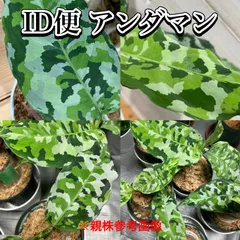 お盆休みセール!本物ID便アンダマン アグラオネマピクタムトリカラー 356-