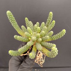 K336【最新到着】Euphorbia　エスクレンタ（抜き苗）【塊根植物】ユーフォルビア　エスクレンタ