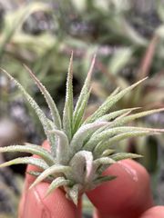 【ネコポス】イオナンタ ピーチ NTH142 Tillandsia ionantha ‘Peach’ NTH142 キンクマ農園☆T0097