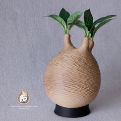 XL SIZE 豈 植木鉢 作家鉢 アガベ 陽炎 グラキリス 恵比寿笑い