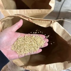 岐阜県産新米(ハツシモ)特別栽培米◆10kg