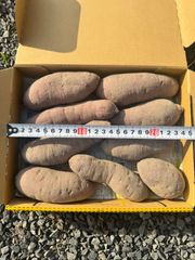 さつまいも　べにはるか　コンパクトいっぱい