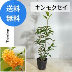 キンモクセイ 【送料無料】 金木犀 高さ0.6ｍ 幅0.2ｍ 13.5cmポット 常緑 小高木樹 香木 庭木 シンボルツリー 花木