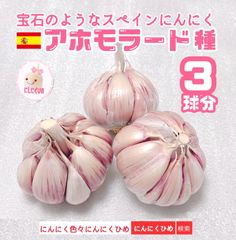 アホモラード　3球分　スペインにんにく　バラして即発送　にんにくひめ
