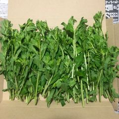 ⭐️クコの芽100g⭐️ くこの芽　枸杞の芽　山菜　漢方　生薬　栄養豊富