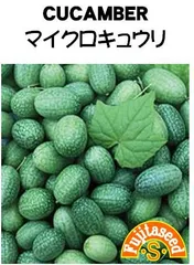 ＜野菜の種＞マイクロきゅうり　キュウリ　スイカのような模様　タネ　２０粒のサムネイル