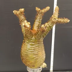 グラキリス ベアルート 春先取りセール