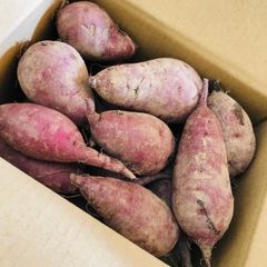 自然栽培　⭐︎2024年度産⭐︎さつま芋(紅はるか) 栽培期間中農薬、肥料不使用
