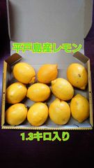 平戸島産レモン　約1.3キロ入り　国産レモン
