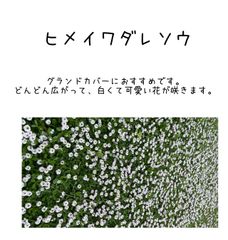 ヒメイワダレソウ　グランドカバー　白い花
