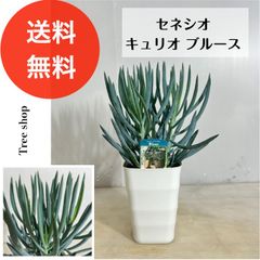 セネシオ 【送料無料】 キュリオ ブルース 15cmプラ鉢 高さ0.4ｍ(鉢込み) 幅0.2ｍ 多肉植物 インテリア ドライガーデン 人気 おしゃれ