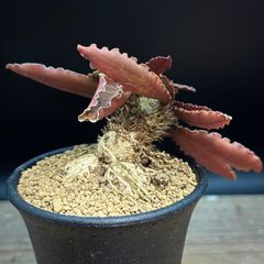 ユーフォルビア クレメルシー 実生 繁殖苗 fit=scale-down,w=1200