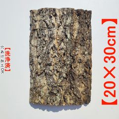 コルク板　2個セット　天然樹皮　ビカクシダ　着生植物　バージンコルク　レイアウト cumicumi_c3048