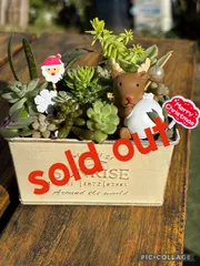 ☆多肉植物☆そのまま飾れる☆クリスマス☆トナカイ☆
