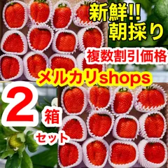 ②箱【特大】愛媛県産 かんちゃん農園 甘いいちご