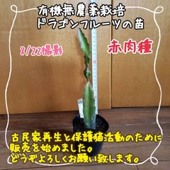 【新芽まっすぐ！】無農薬栽培ドラゴンフルーツの苗⑯