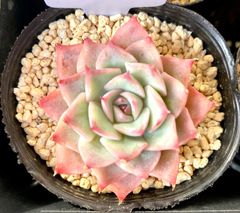ピンクヒント　エケベリア　韓国苗　多肉植物