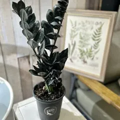 2026年最新】ザミオクルカスの人気アイテム - メルカリ