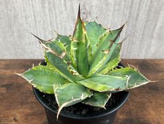 Agave /アガベ チタノタ覆輪班 バナナピール/厳竜錦 発根剤み 送料込み