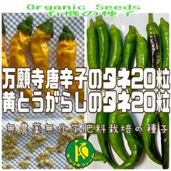 万願寺唐辛子（固定種）と黄とうがらし（固定種）のタネ2種類各20粒