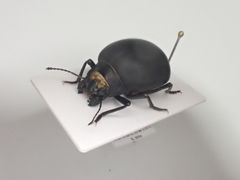 ナミビア産 砂漠のゴミムシダマシ マエガミパッツンゴミムシダマシ