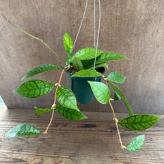 珍種ホヤ Hoya platycaulis サクララン 珍種ホヤ Hoya platycaulis サクララン