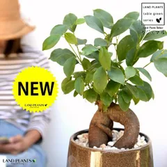 ガジュマル（幹太） ベージュ 落ち着きのある ラウンド型 陶器鉢 【黄色小石・受皿】鉢植え 鉢 陶器 苗 苗木 幸福をもた