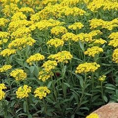宿根アリッサム (小苗)               3〜4苗