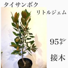 タイサンボク　リトルジェム　　① 95㌢　大苗　★接木　苗木　★数限定！　花は大きくて香りも良い！　★ドライフラワー