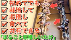 【秋冬限定！】まるごと収穫しいたけ 1本 長さ80~90cm 太さ6~11cm
