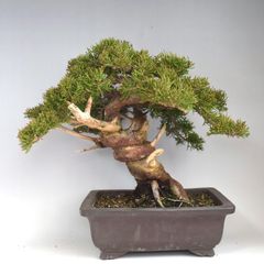 糸魚川真柏　貴風盆栽　樹高26cm　2701